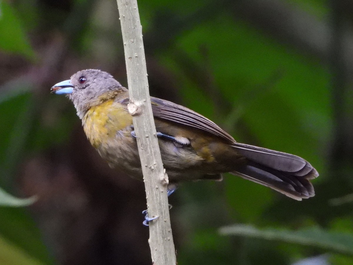 Scarlet-rumped Tanager (Passerini's) - ML642153289