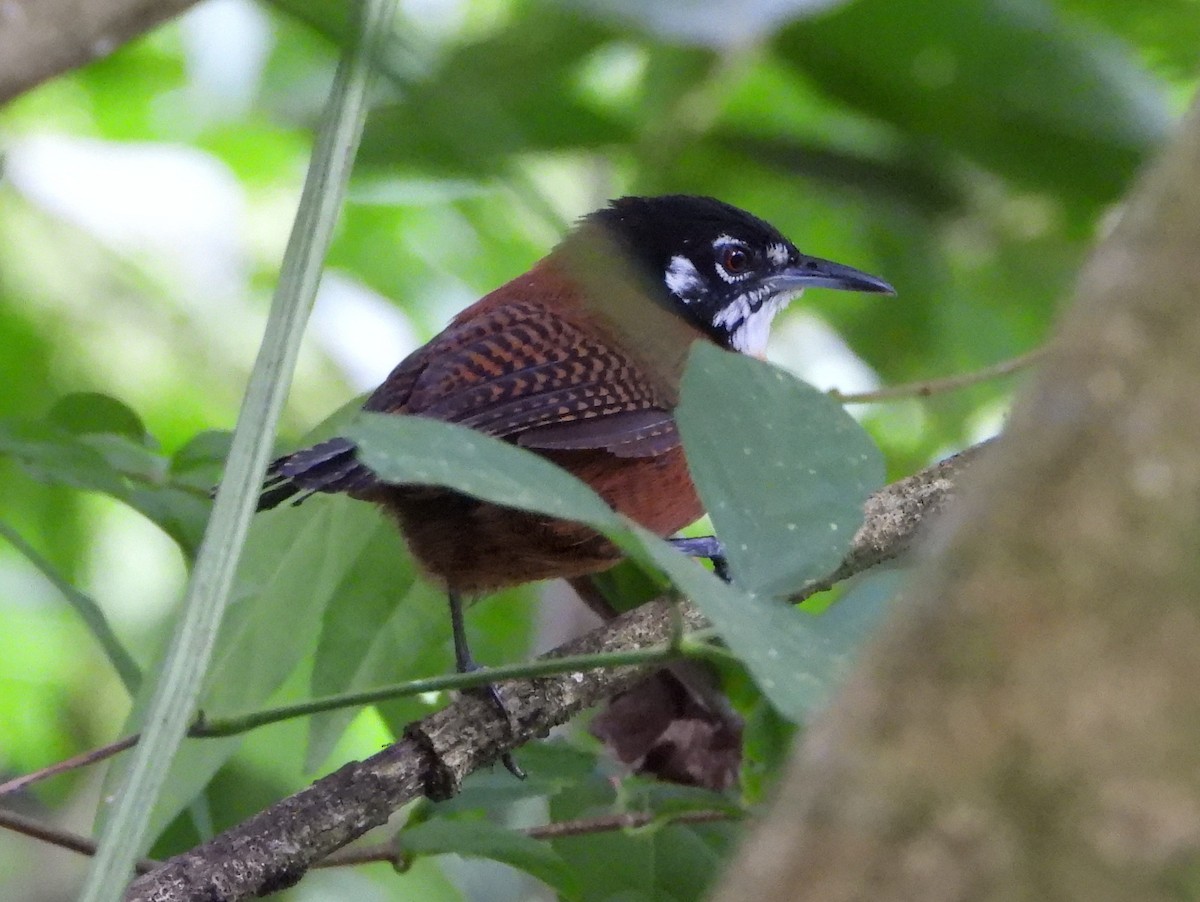 Bay Wren - ML642153293
