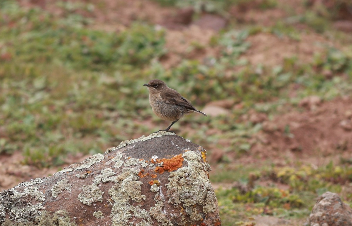 Moorland Chat - ML642153298