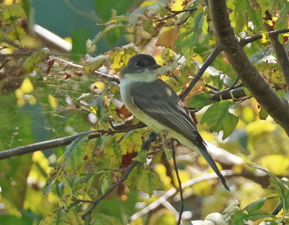 Eastern Phoebe - Jacquie Montgomery