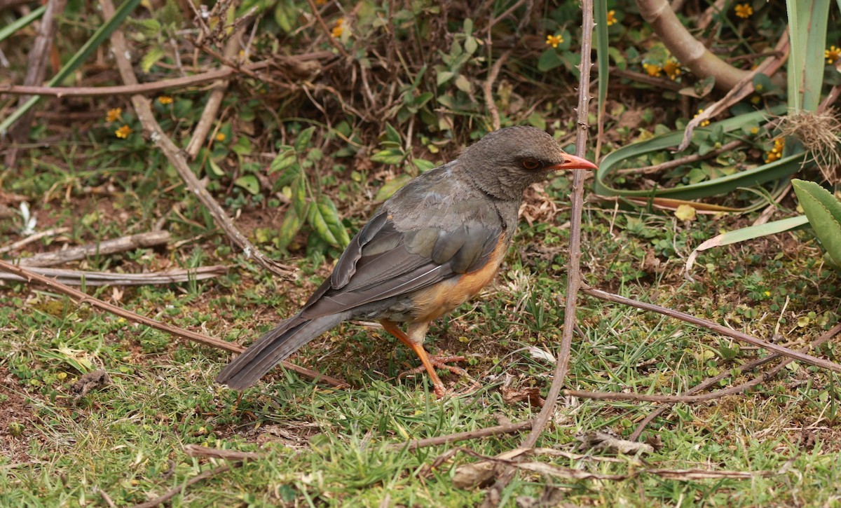 Abyssinian Thrush - ML642153318