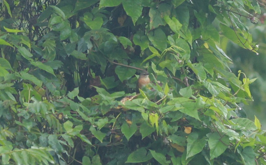 Cinnamon Bracken-Warbler - ML642153327