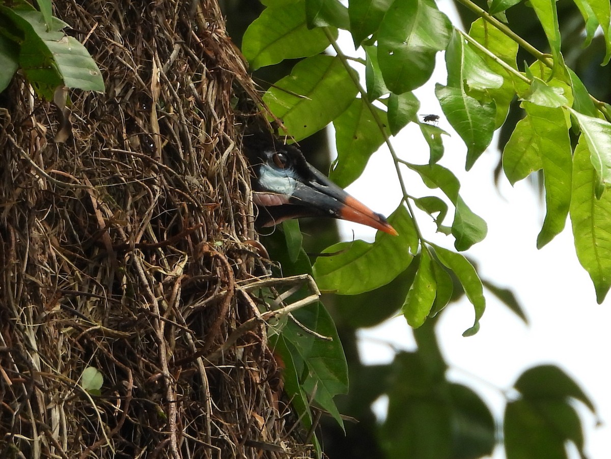 montezumaoropendola - ML642153331