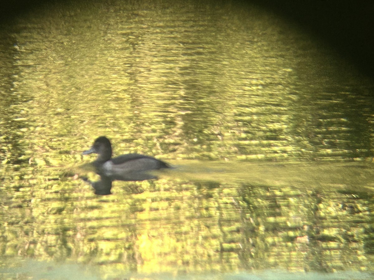 Ring-necked Duck - ML642153333