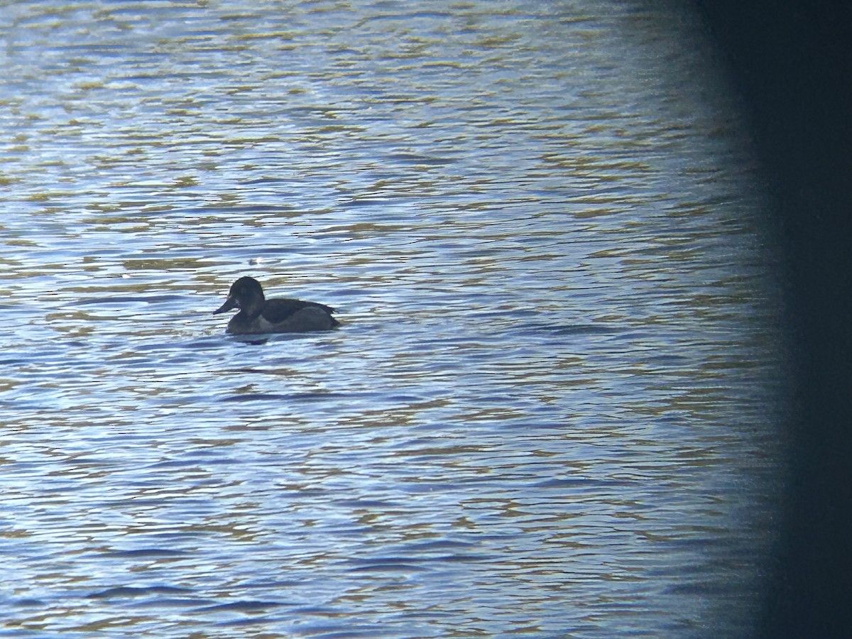 Ring-necked Duck - ML642153334