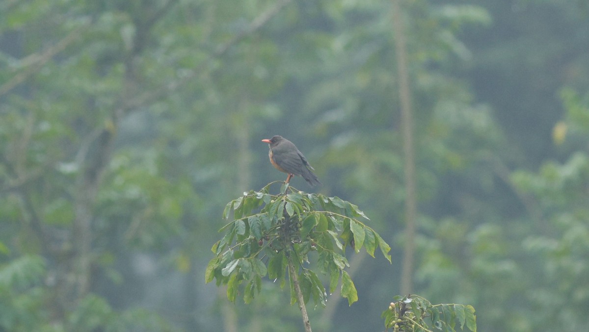 Abyssinian Thrush (Abyssinian) - ML642153341
