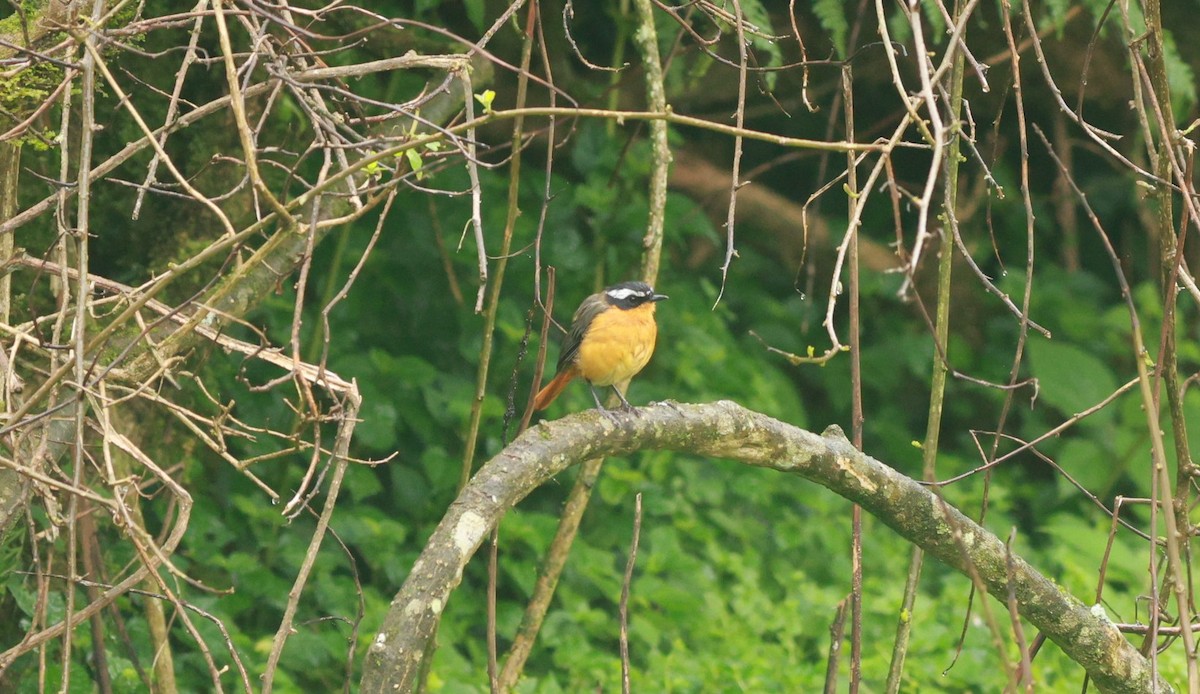 Rüppell's Robin-Chat - ML642153345