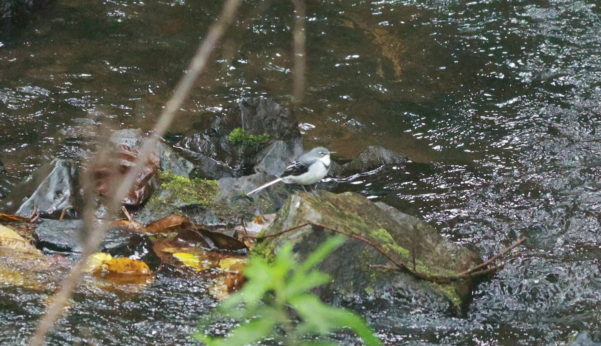 Mountain Wagtail - ML642153356