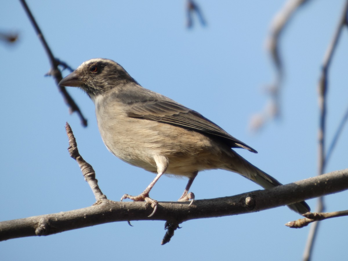 Streaky-headed Seedeater - ML642153357