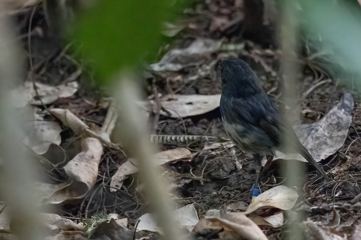 New Zealand Pigeon - ML642153372