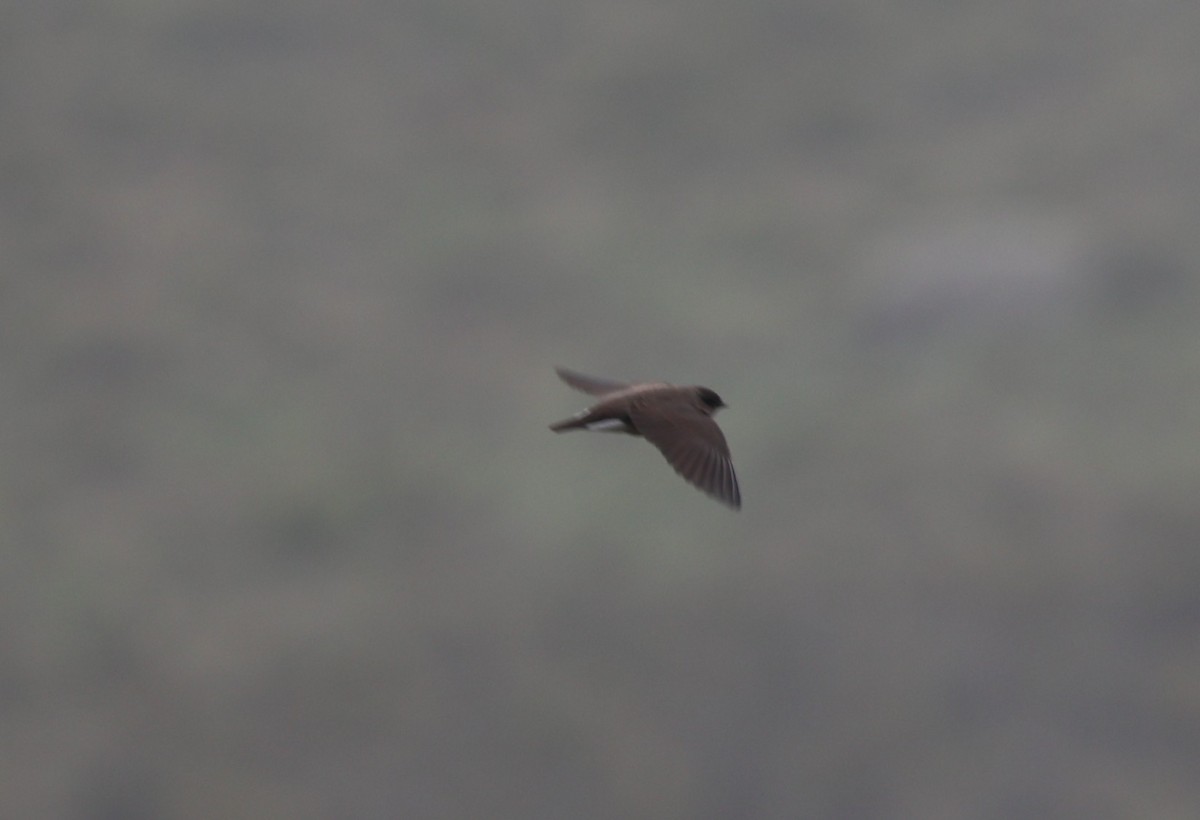 swallow sp. - ML642153373