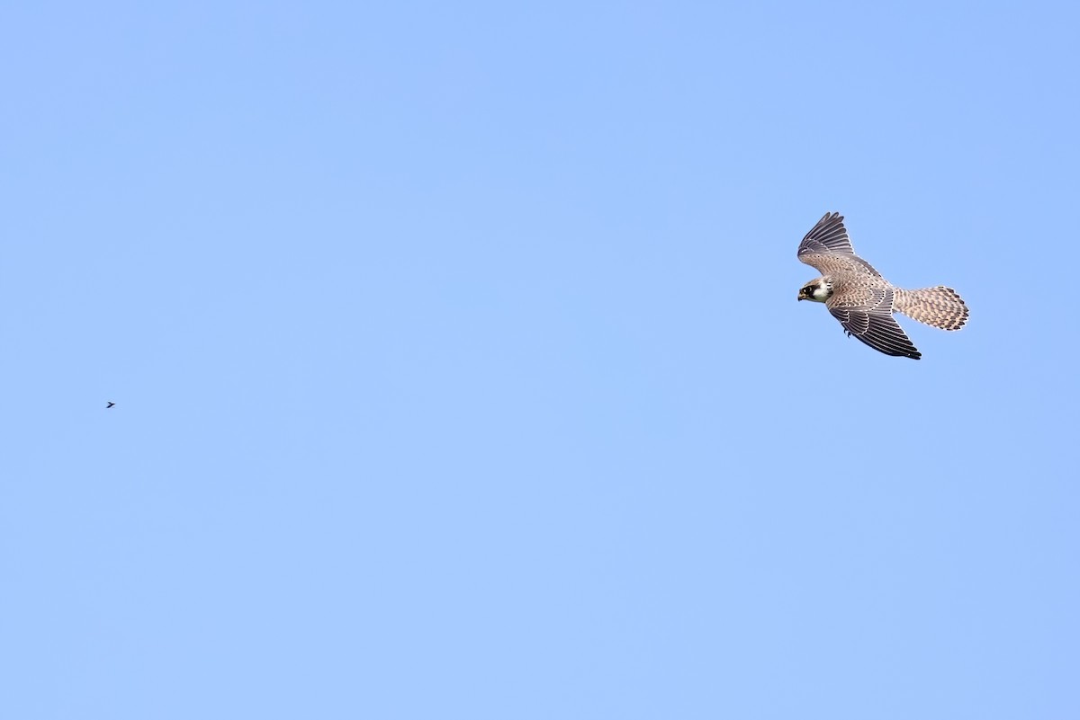 Red-footed Falcon - ML642153374