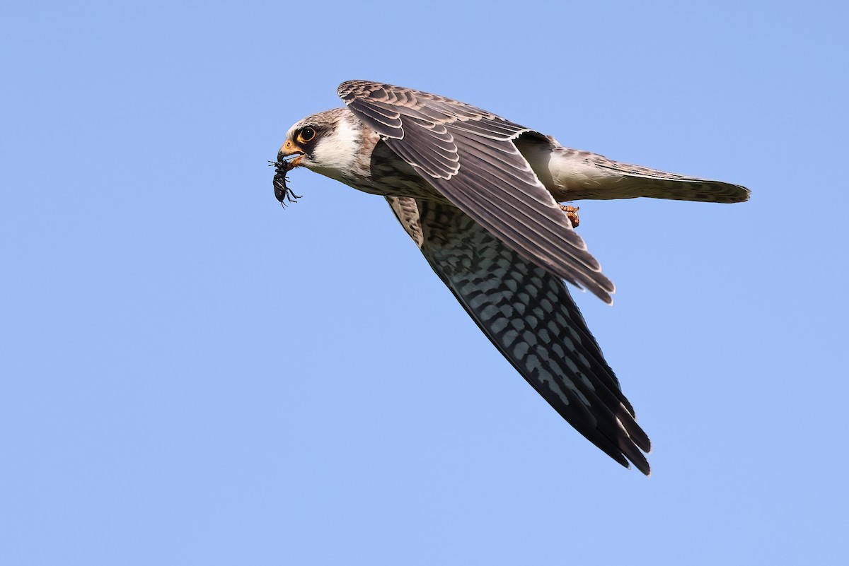 Red-footed Falcon - ML642153377