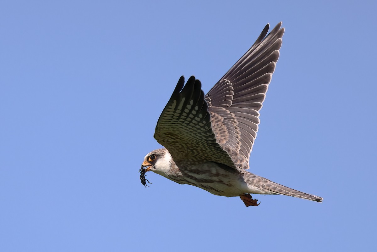 Red-footed Falcon - ML642153380