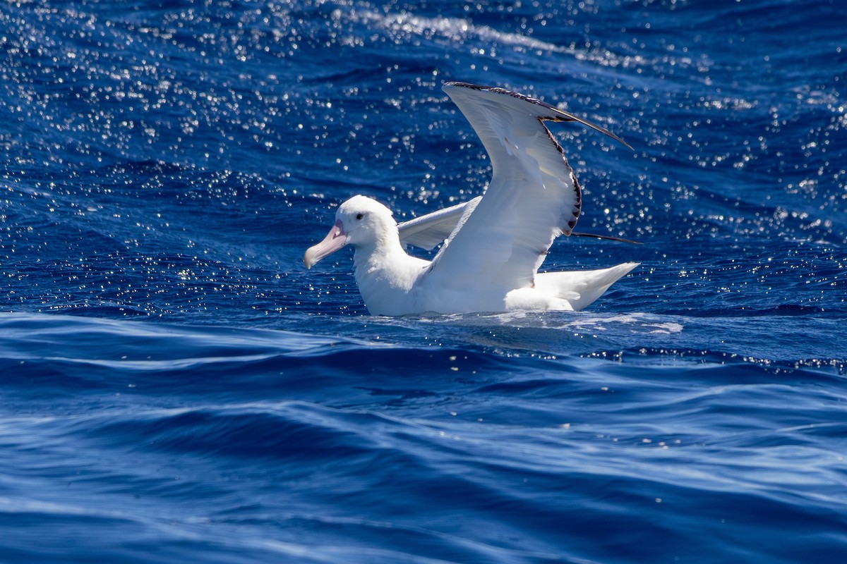 Albatros de las Antípodas (gibsoni) - ML642153382