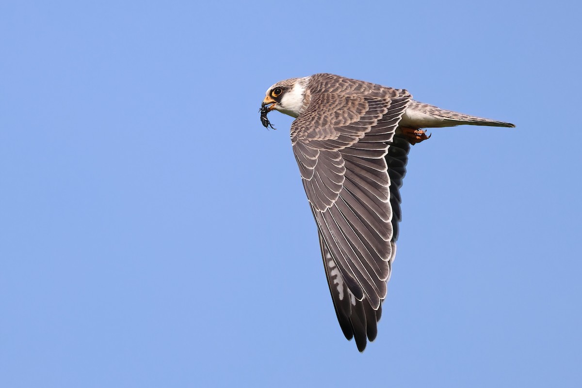 Red-footed Falcon - ML642153388