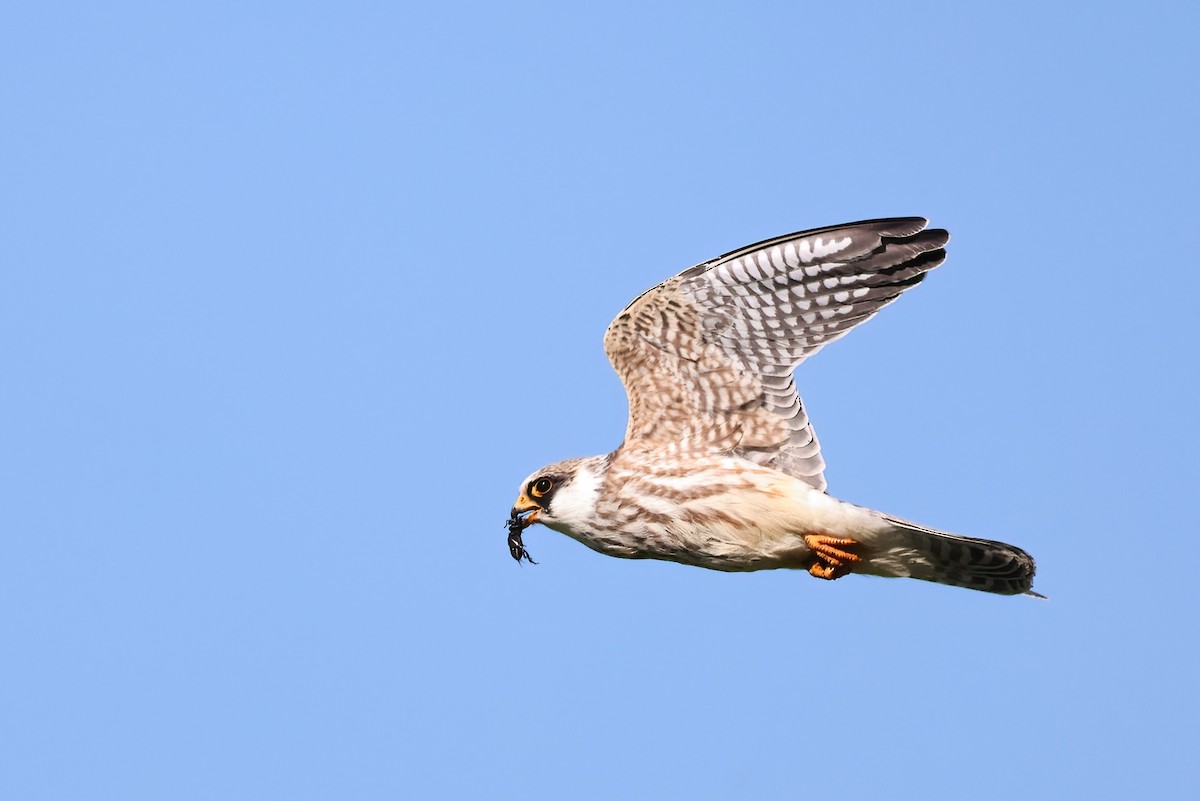 Red-footed Falcon - ML642153392