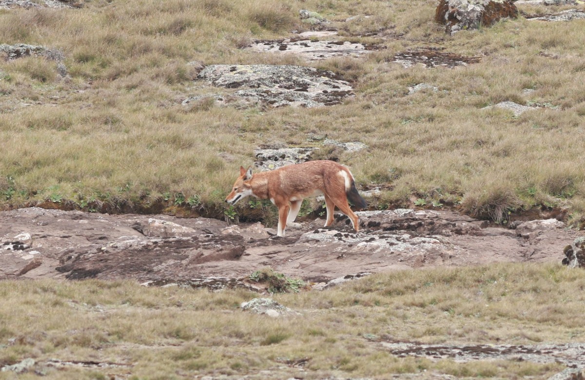 Animals - ML642153401