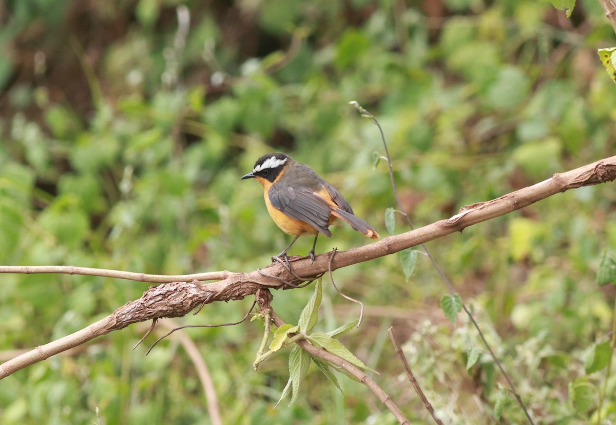 Rüppell's Robin-Chat - ML642153416