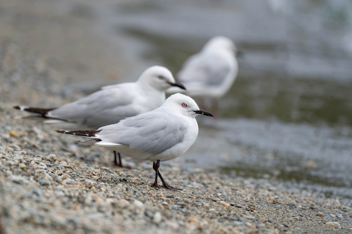 Black-billed Gull - ML642153426