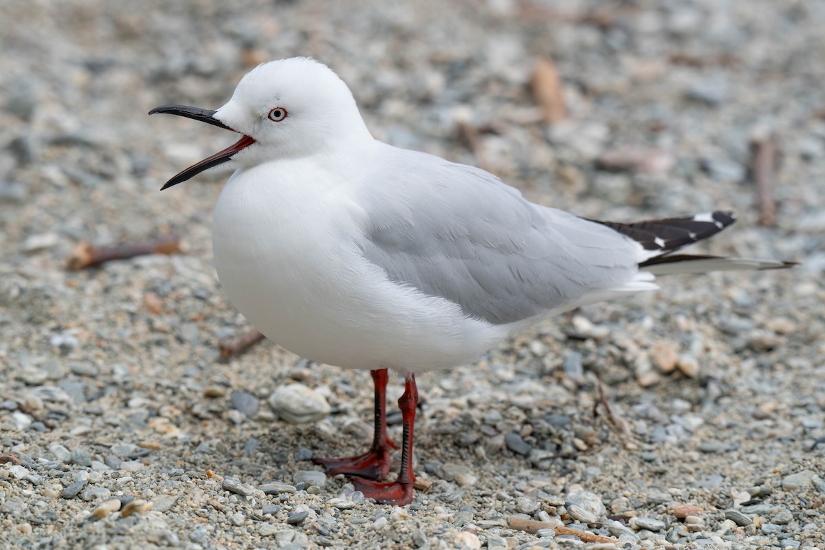 Black-billed Gull - ML642153429