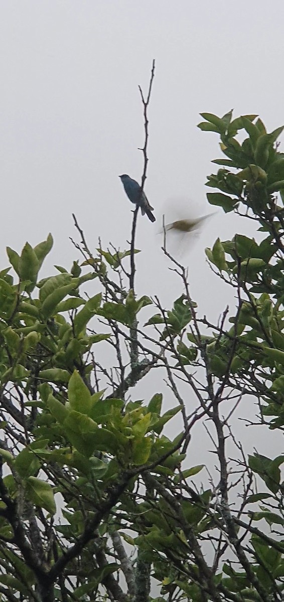Verditer Flycatcher - ML642153435