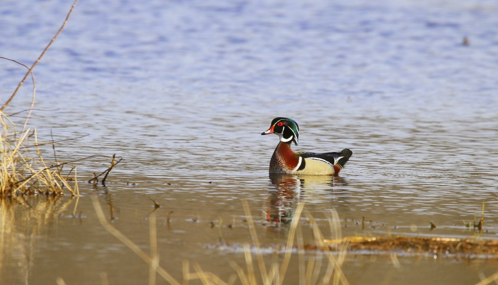 Wood Duck - ML642153442