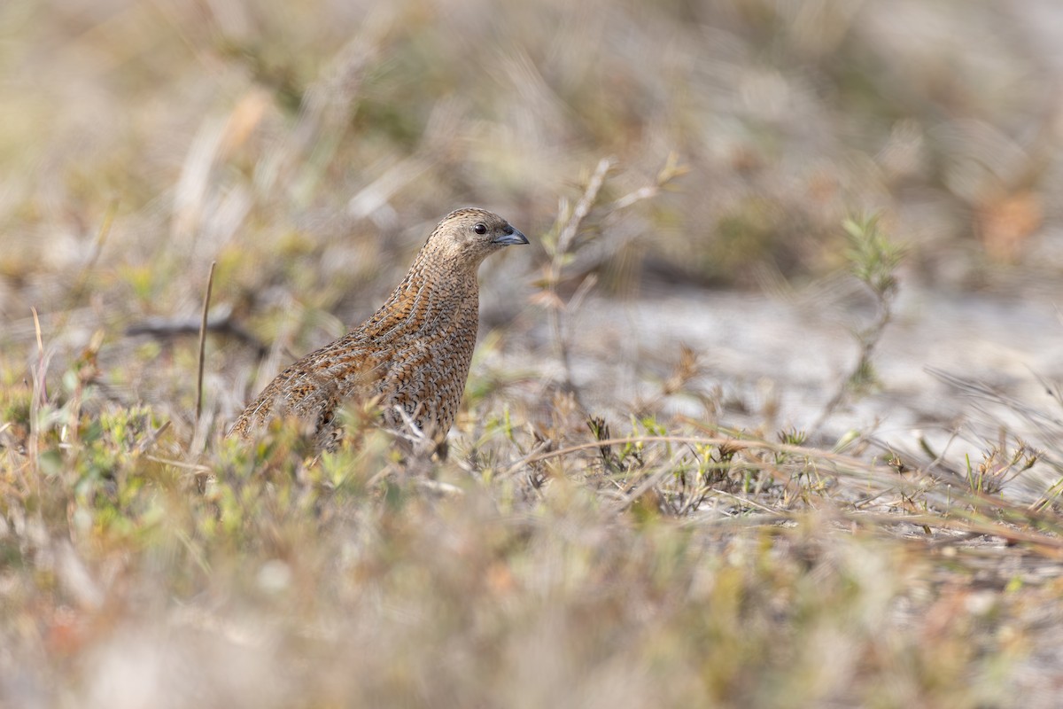 Brown Quail - ML642153447