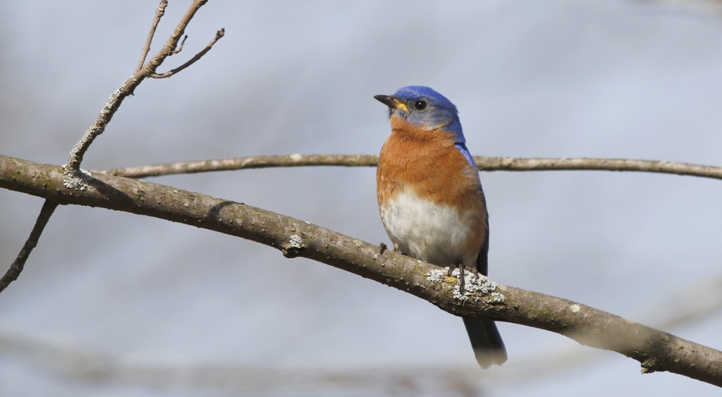 Eastern Bluebird - ML642153448