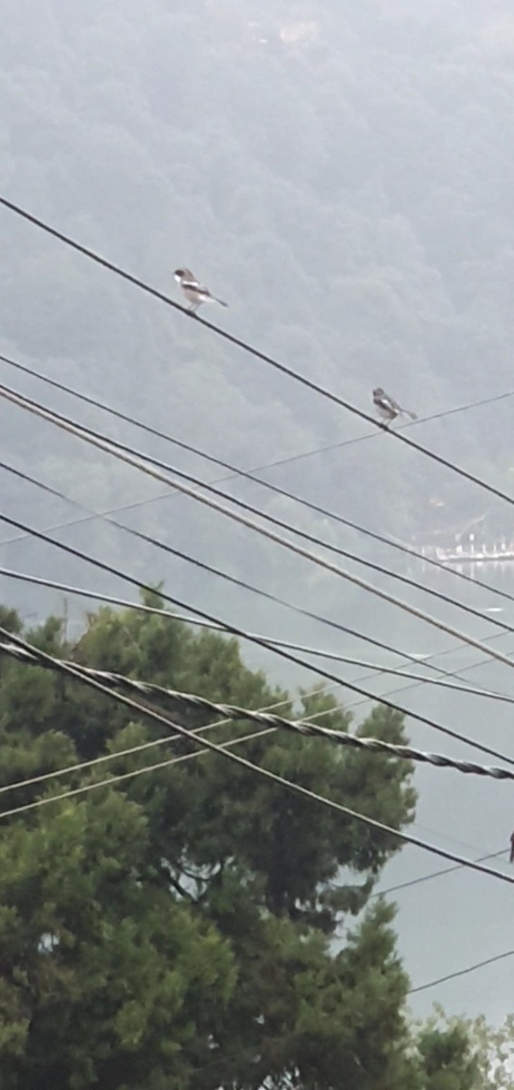 Gray Bushchat - ML642153455
