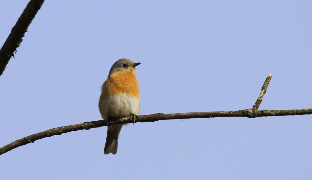 Eastern Bluebird - ML642153456