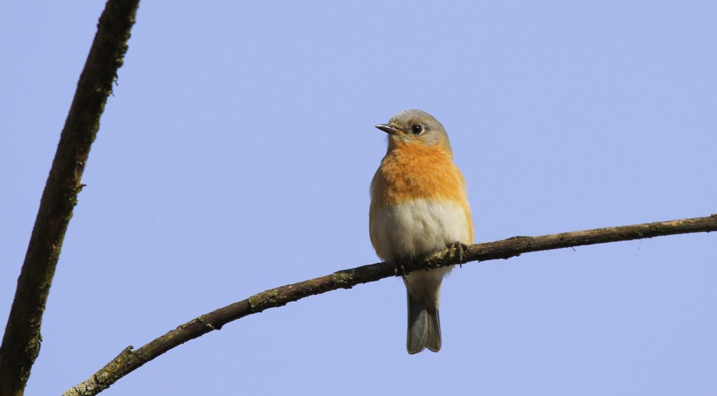 Eastern Bluebird - ML642153459