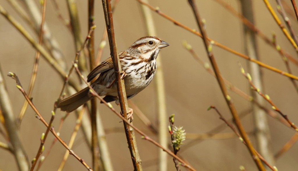 Song Sparrow - ML642153463