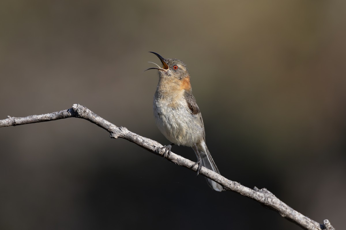 Western Spinebill - ML642153470