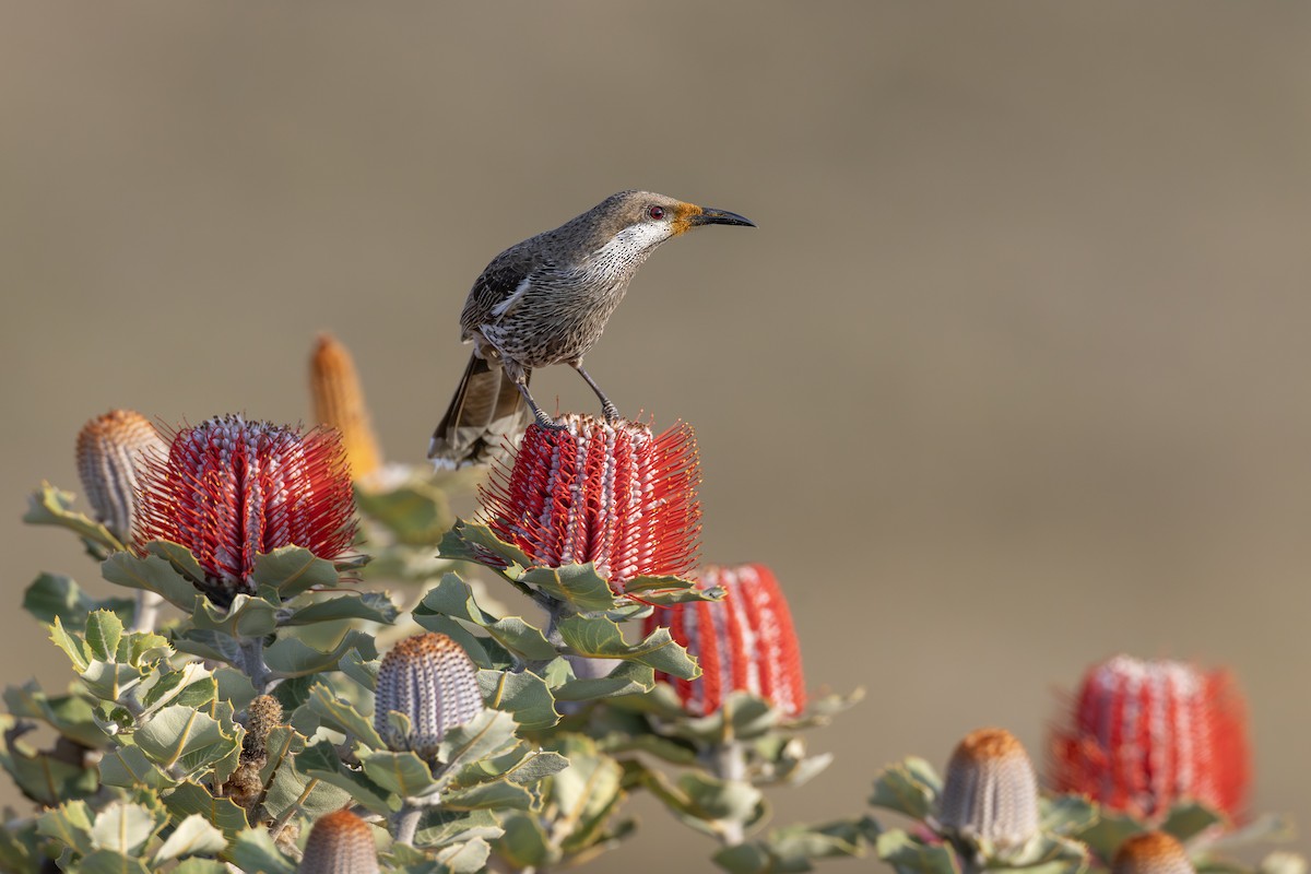 Western Wattlebird - ML642153478