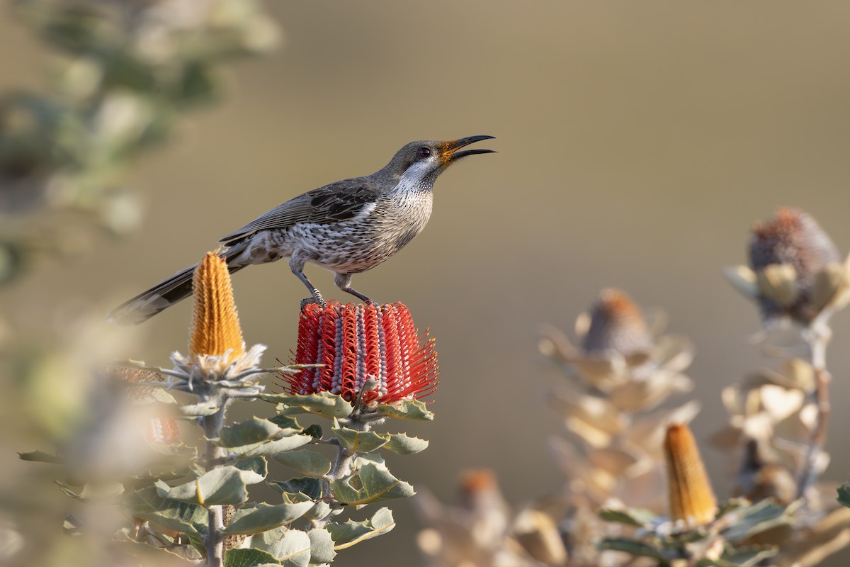 Western Wattlebird - ML642153479