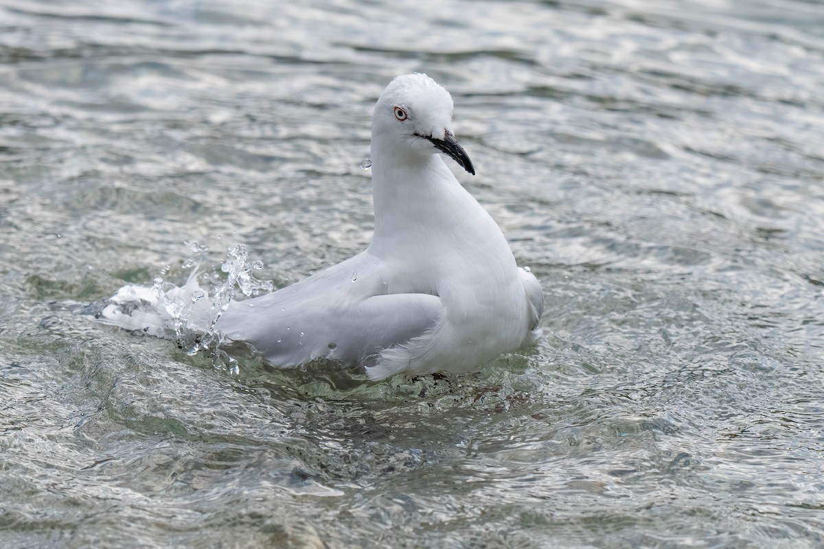 Black-billed Gull - ML642153481