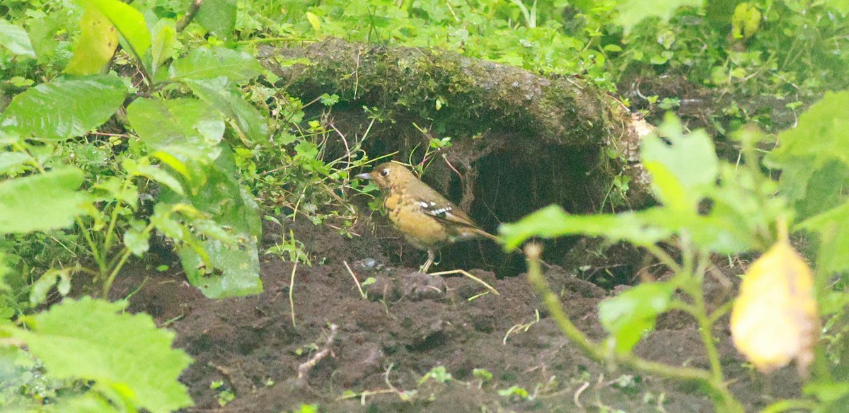 Abyssinian Ground-Thrush - ML642153484