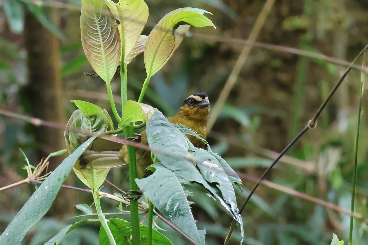 Black-capped Hemispingus (Black-capped) - ML642153487