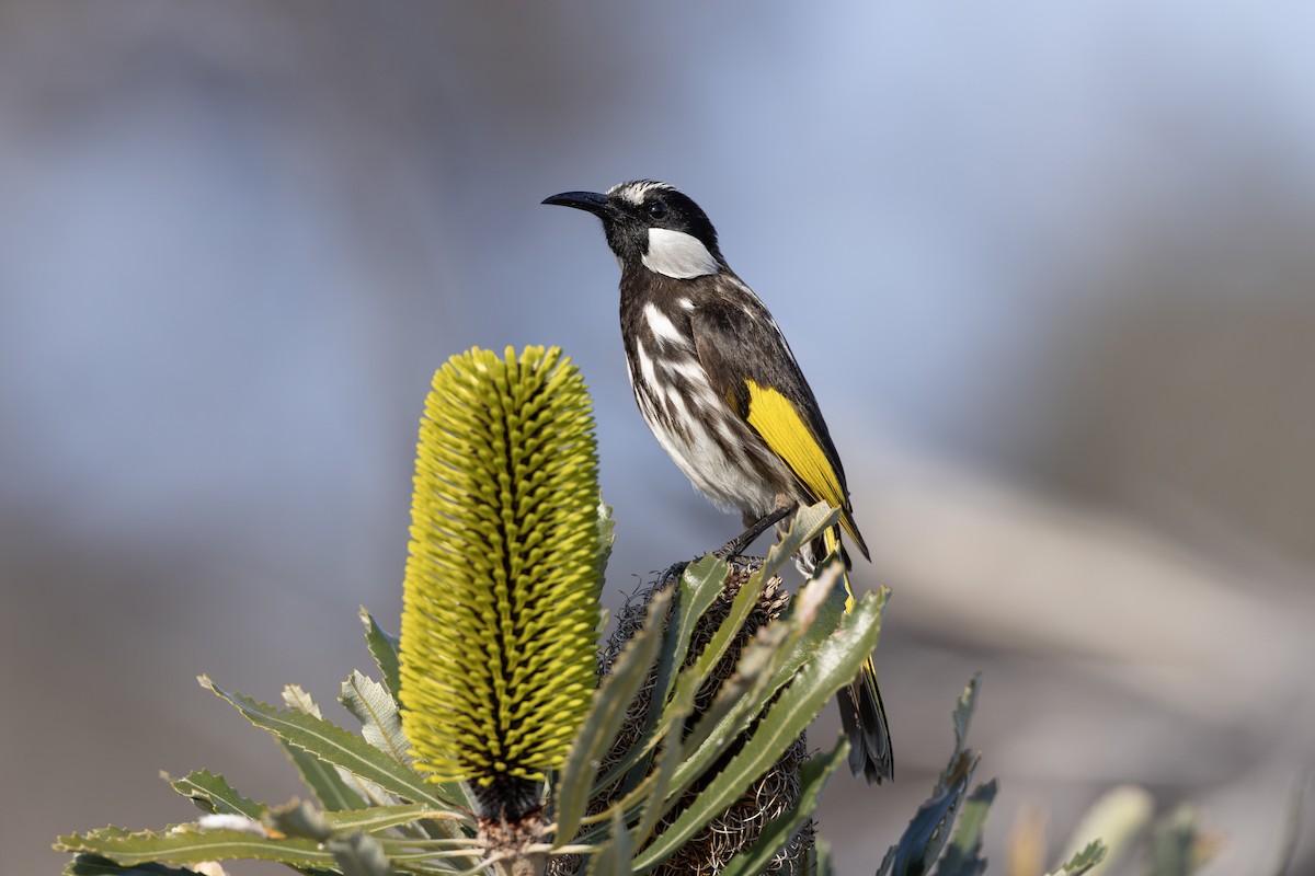 White-cheeked Honeyeater - ML642153490
