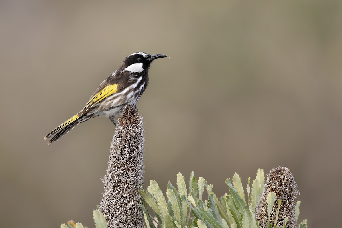 White-cheeked Honeyeater - ML642153492