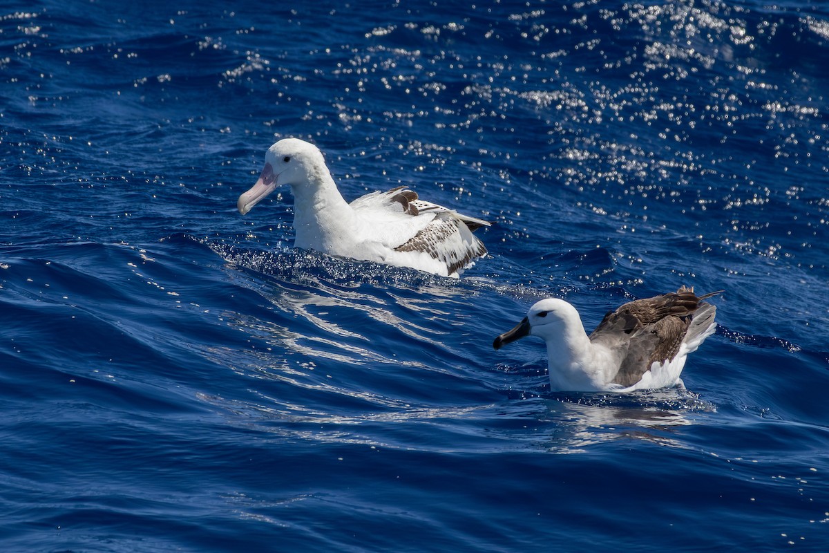 Albatros de las Antípodas (gibsoni) - ML642153495