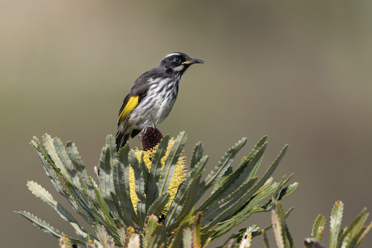 New Holland Honeyeater - ML642153497
