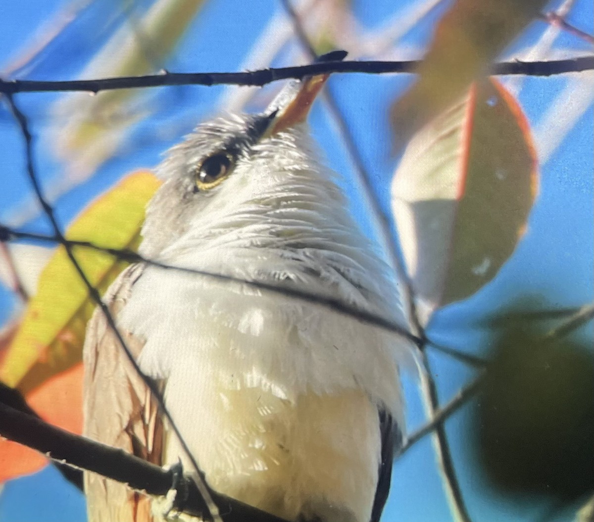 Yellow-billed Cuckoo - ML642153501