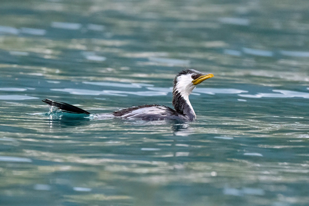 Little Pied Cormorant - ML642153502
