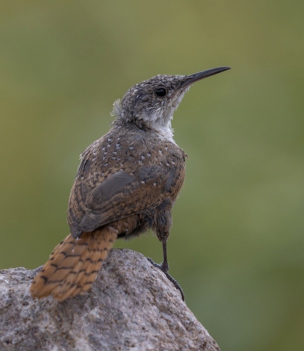 Canyon Wren - ML642153505