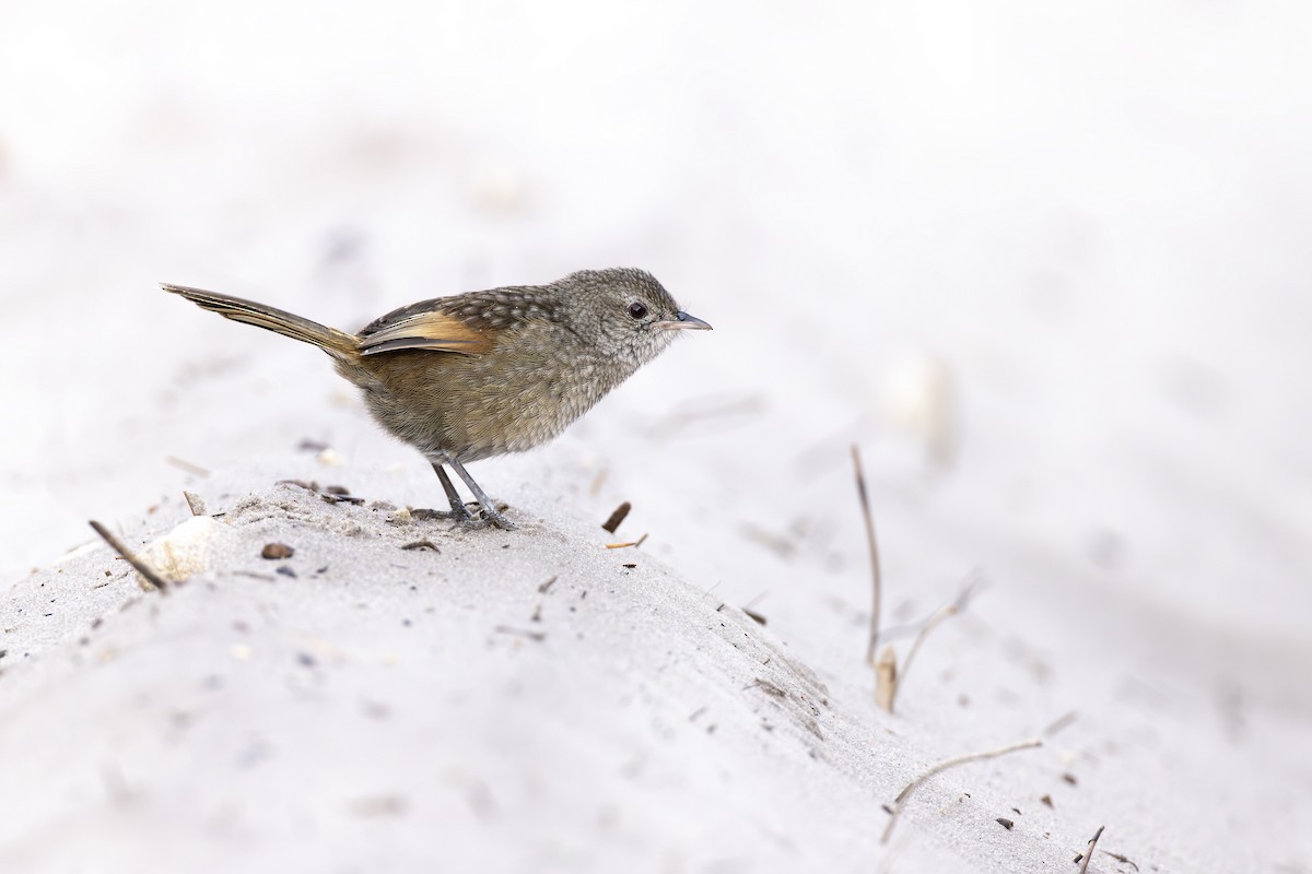 Western Bristlebird - ML642153506