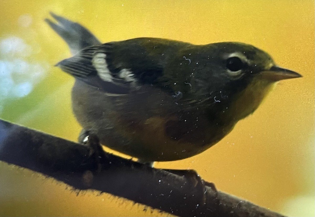 Northern Parula - ML642153507