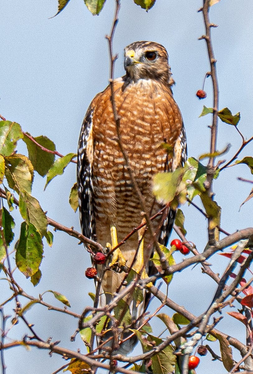Red-shouldered Hawk - ML642153510