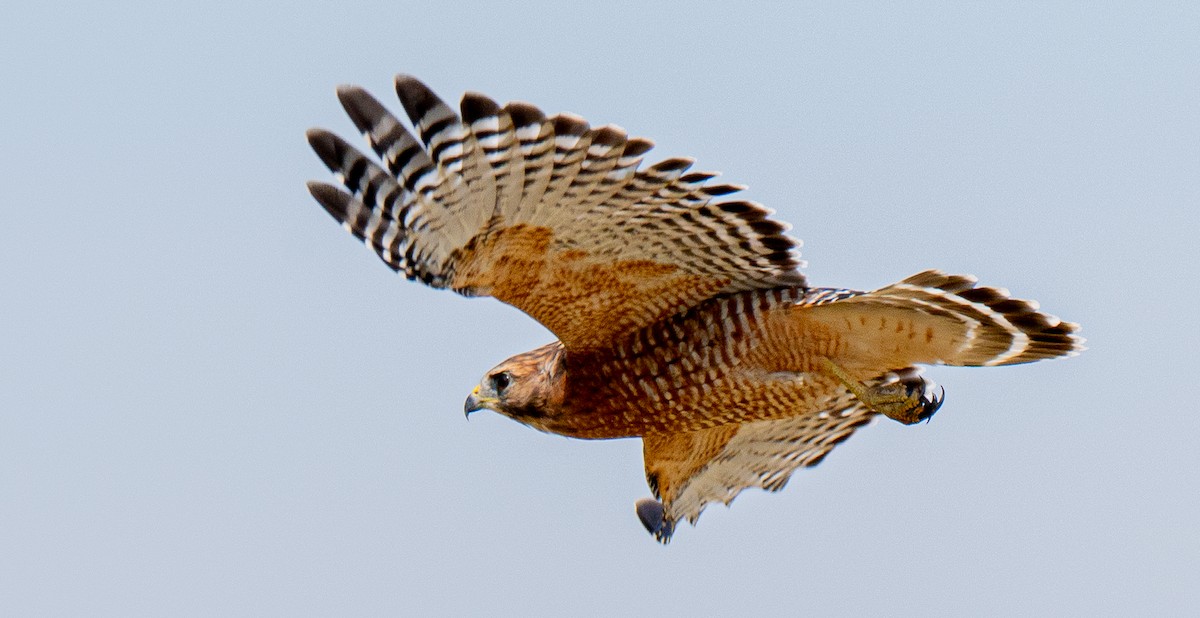 Red-shouldered Hawk - ML642153511